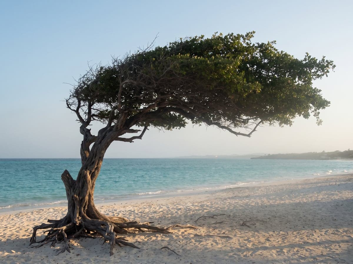 Divi divi tree bent by trade winds on an Aruba beach