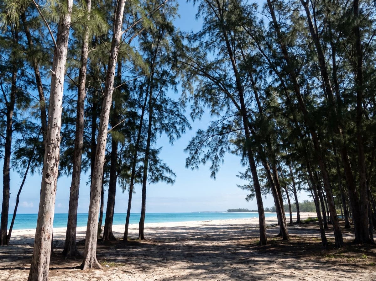 Pine forest and beach on Grand Bahama Island
