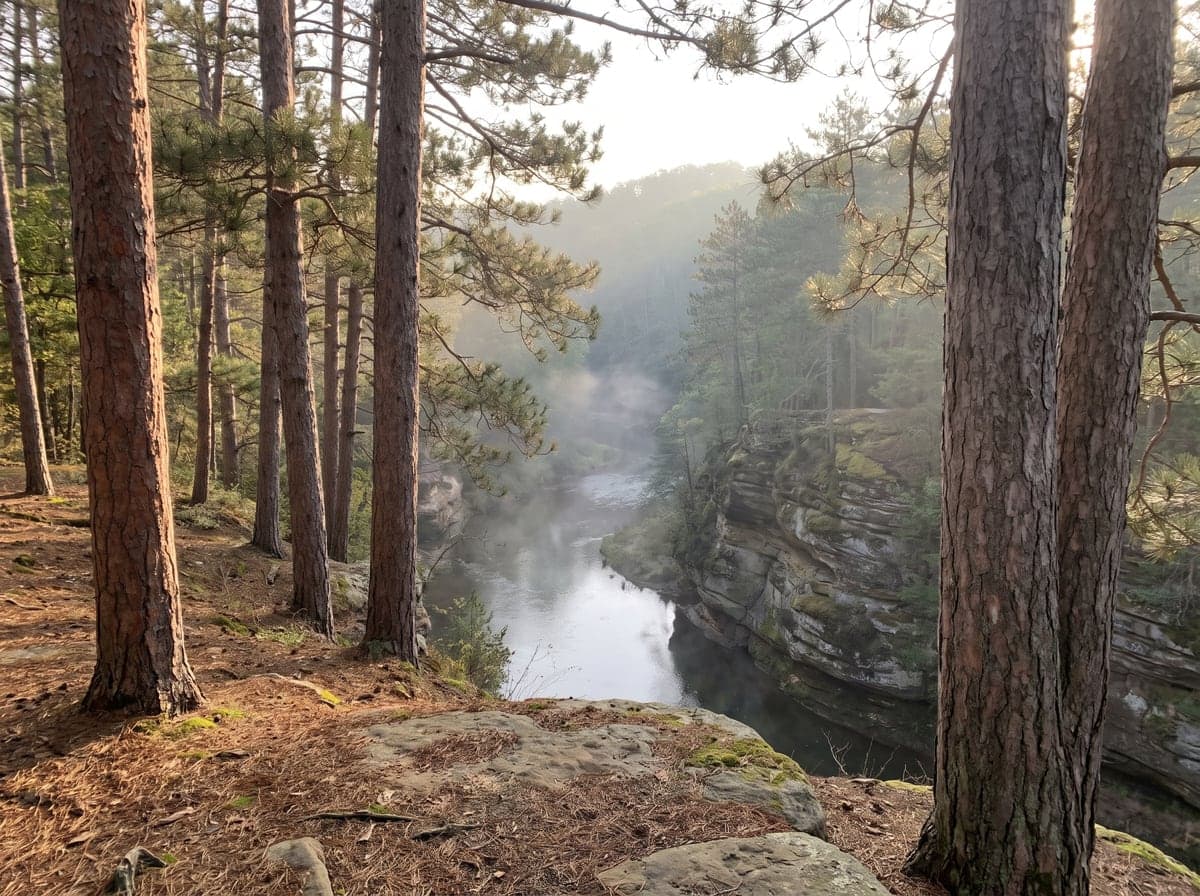 Pine forest and river gorge in Wisconsin
